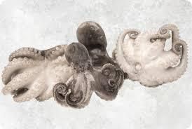 High-Quality Frozen Baby Octopus (Whole Cleaned) for Export - Image 4