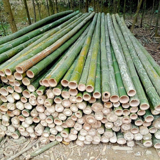 Vietnamese Bamboo Poles Wholesale Price - Raw Bamboo Poles For Gardening And Decoration - Bamboo Pole 100% Natural - Image 5