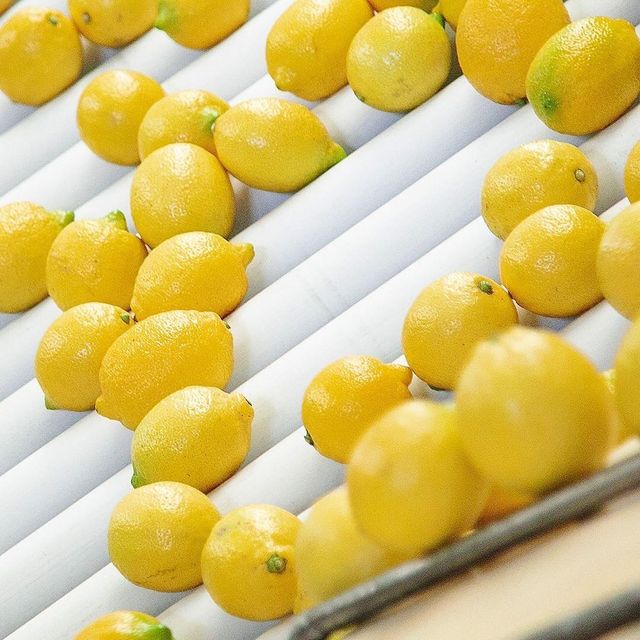 Fresh Lemons Export Quality Organic Yes Origin South Africa - Image 3