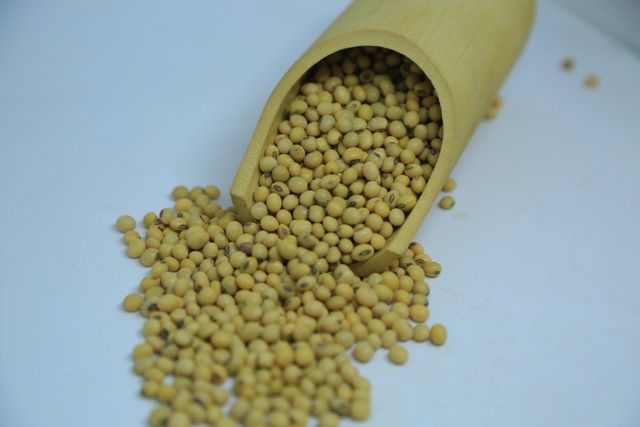 2024 Harvest Ethiopian Soya Beans - 14% Max Moisture, Grade 1 Quality, Bulk Quantity Available – product photo 4, product detail gallery