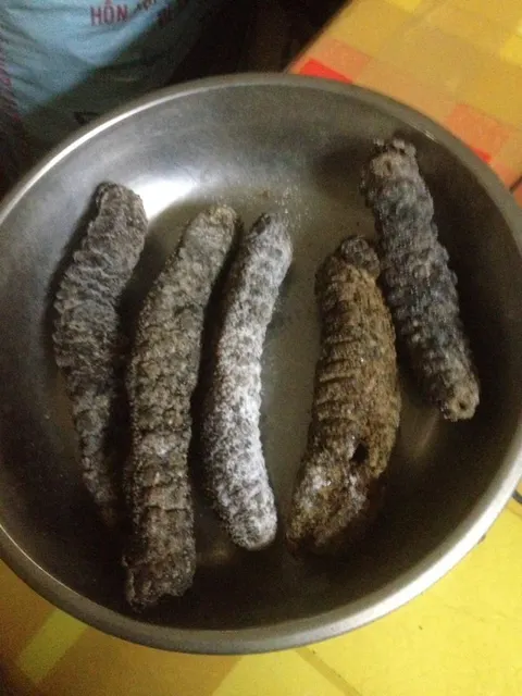 Dried Sea Cucumber available in sizes for sale - Image 3