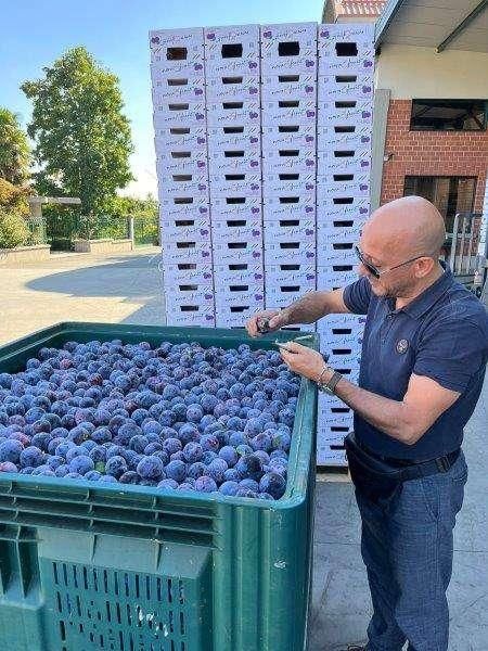 Fresh Plums Farm Fresh Selection For Food Service Buyers Providing Crisp Texture Natural Aroma And Premium Taste - Image 3