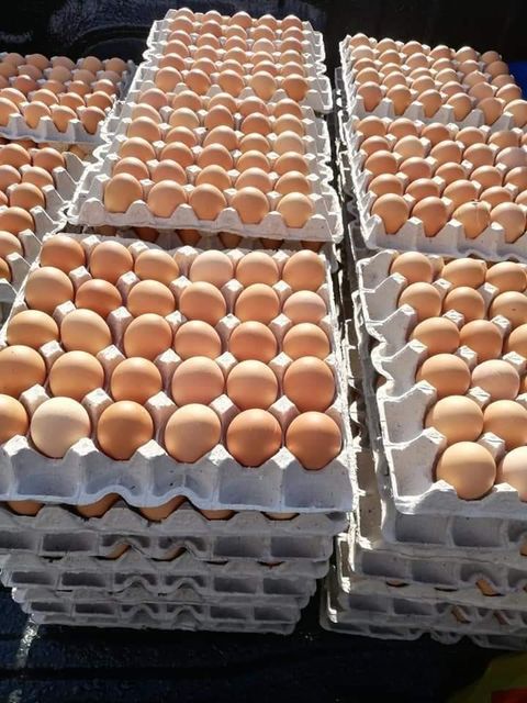 Fresh Brown Table Eggs Chicken Eggs / Fresh Chicken Table Eggs Brown and White - Image 2