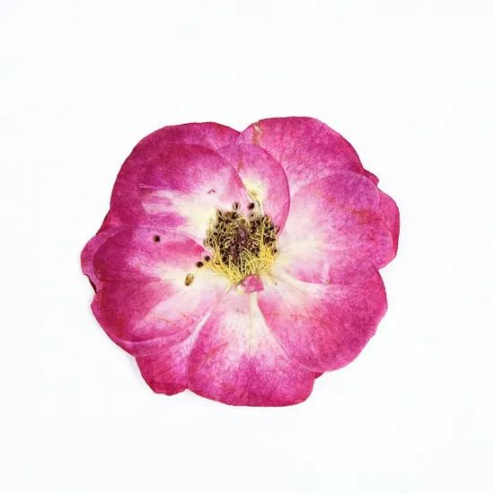 Resin Frame Bookmark Candle Materials DIY Craft Pressed Flower Bubble Rose - Image 5