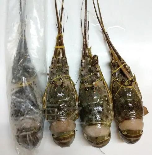 Frozen Crayfish Tail Meat Export Ready Seafood Packed Under Strict Quality Control For Bulk Buyer Supply - Image 3
