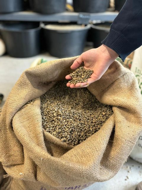 Natural Green Coffee Beans Premium Beans For Processing Buy Fast Delivery Premium Quality Directly From Farm Roasted Slimming Feature Packaged 60kg/PP Bag Price - Image 3