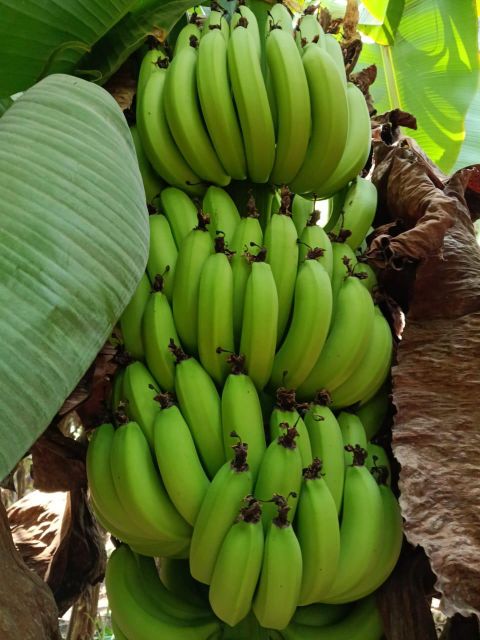 Cavendish Banana - Image 5