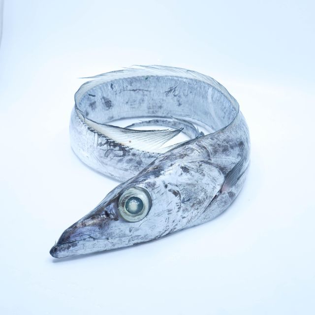 Frozen Ribbon Fish Deep Ocean Sourced Seafood Featuring 98% Natural Freshness Preservation For Export Demand - Image 3