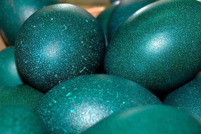 Emu eggs bulk supply - Image 3