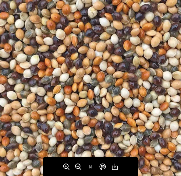 Millet Seed - Image 5