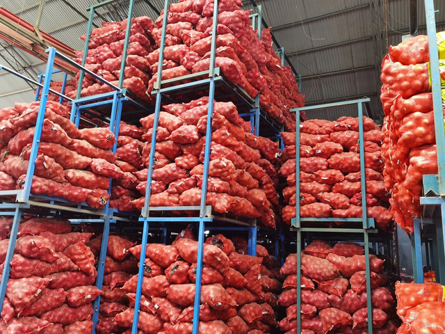 Fresh Mixed Onions – Red, Yellow, White and Shallot Export Supply - Image 2