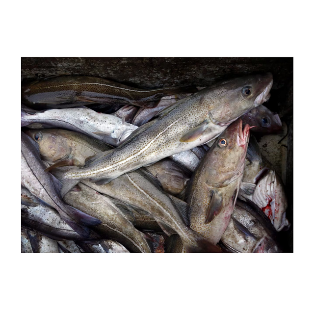 Wholesale Cheap Price Best Quality Frozen Fresh Atlantic cod Fish / Fillets For Sale Worldwide Exports - Image 5
