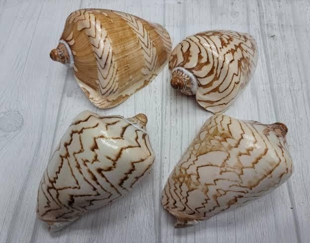 Seashells Origin Indonesia Intended Use Craft And Material - Image 3