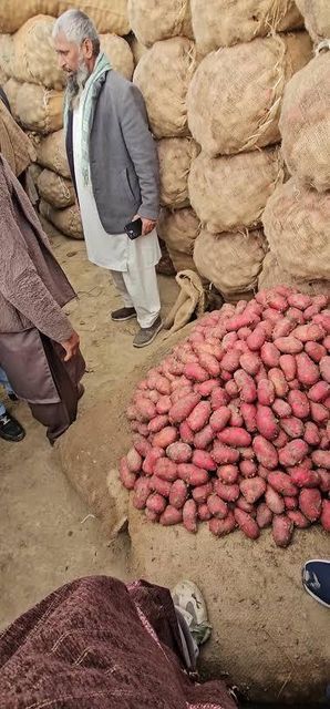 Premium Pakistan Potatoes – Farm Fresh, Perfect for Chips, Fries & Curries | Powered by Kenhar Enterprises - Image 1