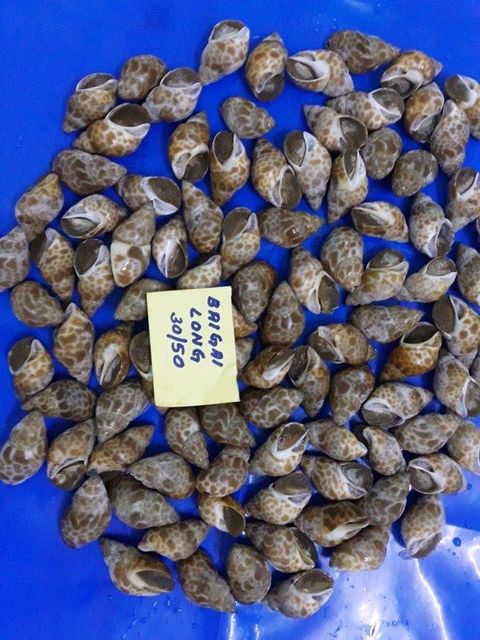 BABYLONIA SPP Content NA Style FROZEN Packaging Bag Brand Name AST Ingredients NA Weight (kg) 20 Model Number NA Drying Process - Image 3