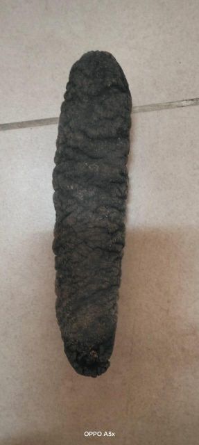 Dried Sea cucumbers - Image 11