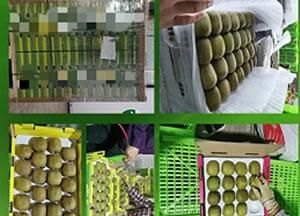 Fresh Kiwi Fruits, South African Golden Fresh Kiwi Fruits Gold Kiwi Fruits, Kiwi Gold Fresh Fruits - Image 5