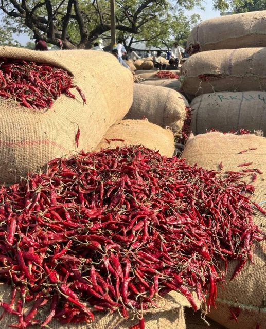 Dry Red Chilli - Image 3