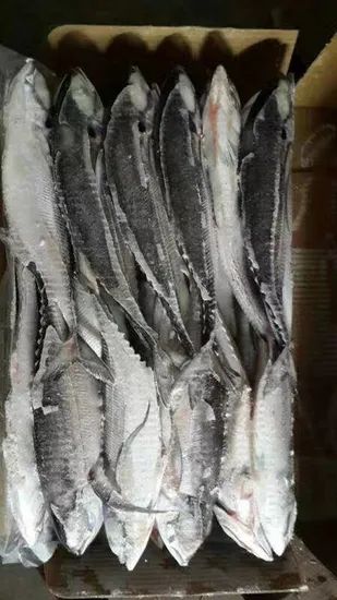 Whole Round Frozen Seafood Hardtail Scad Fish MOQ 28 Mt Origin China Model NO. H-B Original China Shelf Life 1 Year HS Code - Image 3
