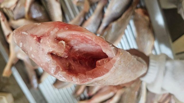 Pan Ready - Yellow Croaker - Image 4
