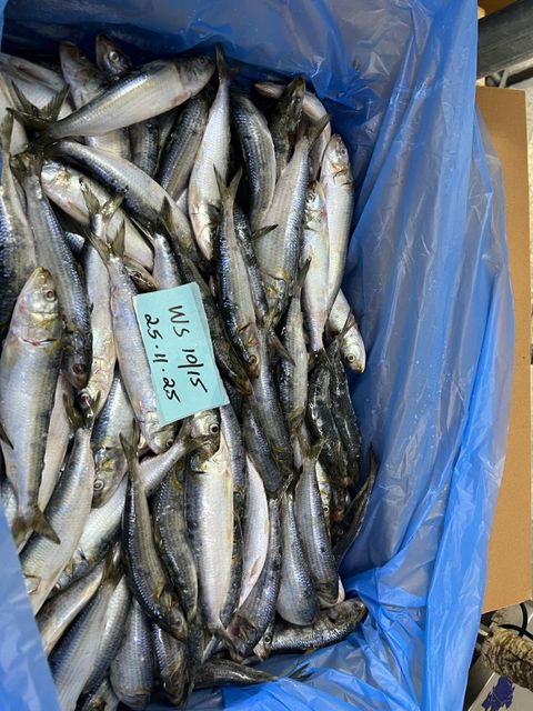 sardines Frozen Code Bqf Frozen Status Frozen Net Weight 10/15 Pieces Per Kg Packaging Type Cartons Of 10 - Image 3