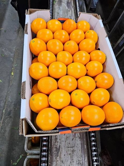 Fresh Quality Valencia Oranges for sale - Image 5