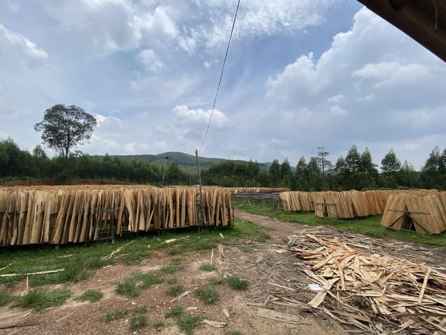 Eucalyptus core veneer Grade A And B Size 1270×640 Mm Thickness 1.7/1.8 Mm Moisture Content Under - Image 4