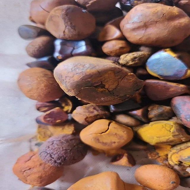 Natural and Pure High Quality Ox Gallstones (Cattle Gallstones) Grade a 60% Melittin Protein Yellow Carton for Food Use - Image 4
