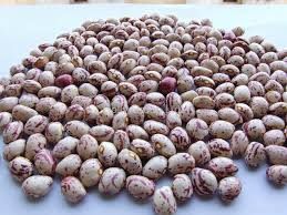 Light Speckled Kidney Beans For Sale - Image 2
