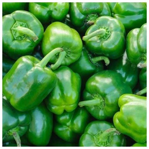 Wholesale Capsicum Agriculture Yellow Red Green Sweet Taste Common Cultivation Type Fresh Bell Pepper - Image 4