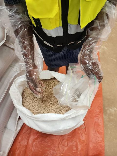 White Sesame Seeds – product photo 2, product detail gallery
