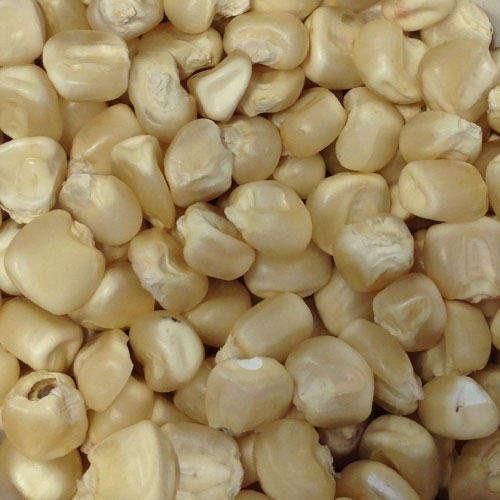 Premium Non GMO White Corn Grade 1 14% Moisture Max 50kg PP Bags For Wholesale Exporters - Image 2