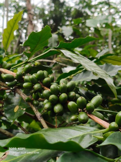Coffee Green Bean - Image 3