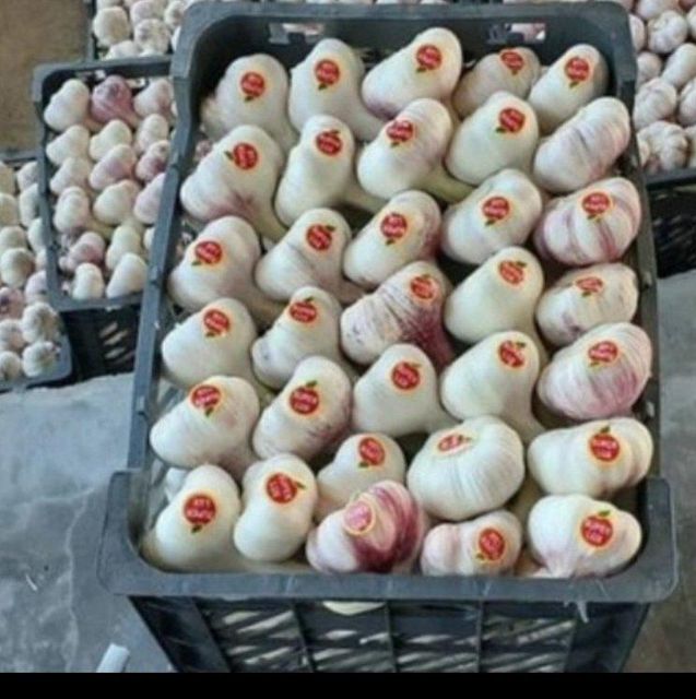 Fresh garlic Origin Iran Organic Yes Delivery Form Crate Packaging Size > 5 kg to 10 kg - Image 1