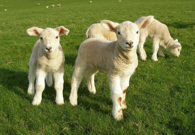 Wholesale live sheep for sale with strong build and high survival rate - Image 1