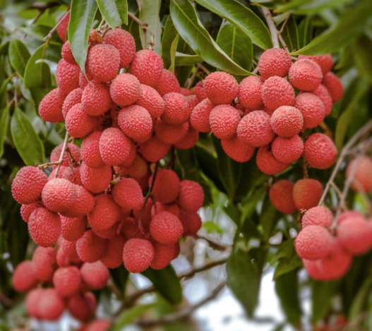 Litchi Fruit - Image 3