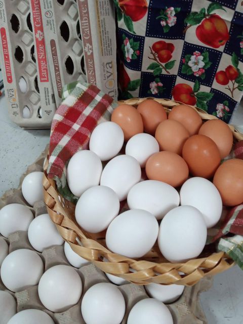 Fresh White Table Chicken Egg - Image 1