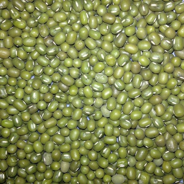Green Mung Bean Size 3.5 Style Fresh Weight (kg) 25 Type Green Beans Brand Name Custom Address Bangladesh Shelf Life 2 - Image 1