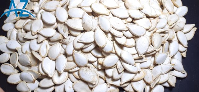 Pumpkin Seed Grade A Style Dried Size 8cm-11cm Model Number 09 Certification SGS Brand Name aztplc Color Light White Type Pumpkin - Image 4