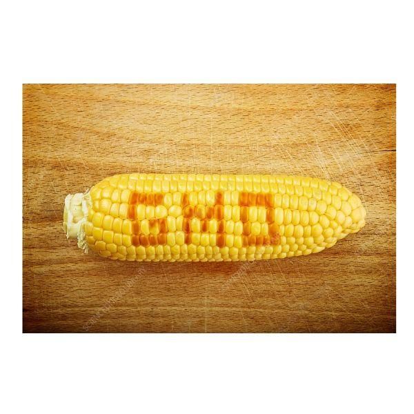 Fresh Corn Sweet Yellow Corn on Cob Wholesale Bulk Supplier Premium Quality - Image 3