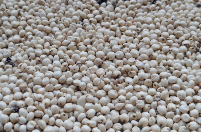 Premium Quality White Sorghum Wholesale Supply At Factory Price For Sale - Image 3