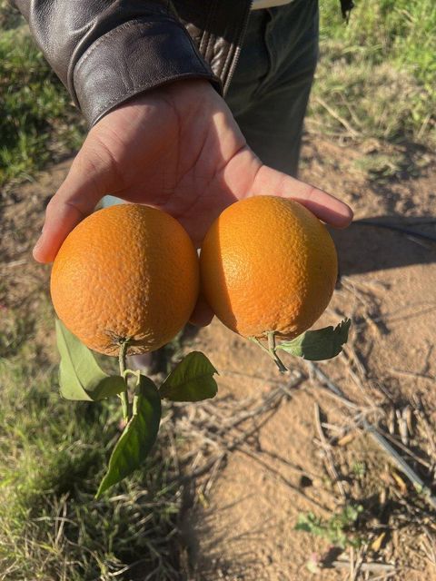 ORANGE VALENCIA - Image 3