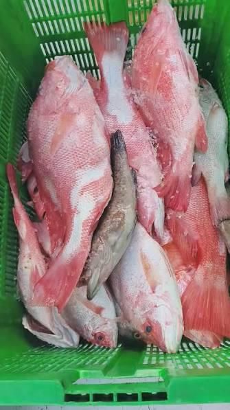 Frozen Red Snapper Emperor Fish Flavor Mild Texture Firm Origin Thailand Meat Color White Grade AA, Premium Place of Ori - Image 3