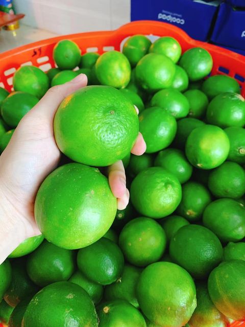 Best Choice Seedless Fresh Lime With High Quality and Best Price - Ready in Stock - Image 4