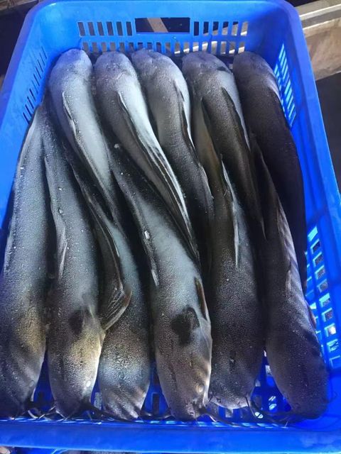 Frozen Whole Catfish in Bulk,Frozen Farmed Catfish.Frozen Catfish Exporters (1-2 kg Wholesale).Premium Quality Frozen Whole Catfish for the African Market - Image 1