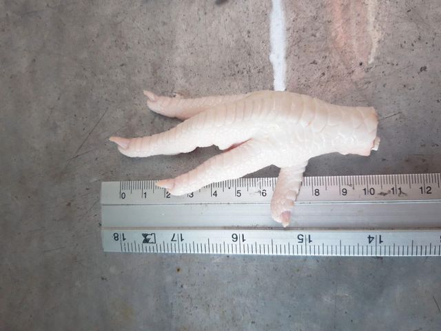 Frozen Chicken Feet Cleaned High Quality Halal Chicken Paws Bulk Supply for Global Food Service Industry - Image 4