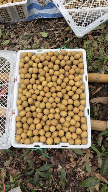 Longan - Image 1