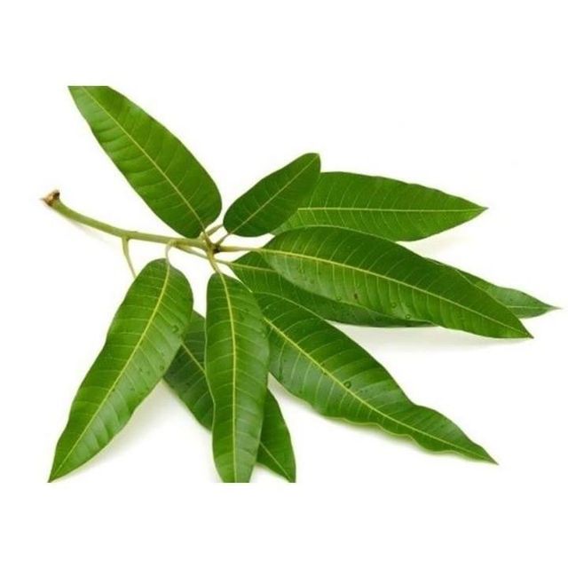 Dried Leaves For Terrarium & Aquarium Features Organic Origin Indonesia - Image 4