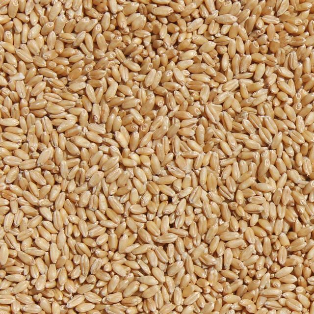 Top Quality Durum Wheat Sourced From Trusted Farms With High Yield And Natural Purity Wheat For Bulk Purchase - Image 3