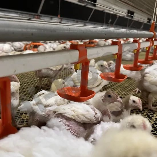 China Made Customizable Broiler Flat Rearing Equipment Offers Reliable Quality Competitive Price and Smart Farming Features for Large-Scale Poultry Farm Plant - Image 3